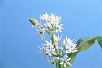 Wild garlic studio shot