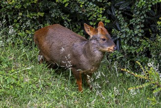 Southern pudu (P. puda), Parque Tepuhueico, Chiloe, Chile, South America