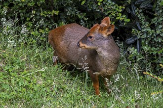 Southern pudu (P. puda), Parque Tepuhueico, Chiloe, Chile, South America