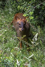 Southern pudu (P. puda), Parque Tepuhueico, Chiloe, Chile, South America