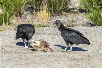 Black vultures (Coragyps atratus) eat a sheeps head, Chaiten, Carretera Austral, Chile, South