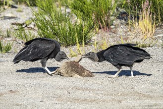 Black vultures (Coragyps atratus) eat a sheeps head, Chaiten, Carretera Austral, Chile, South