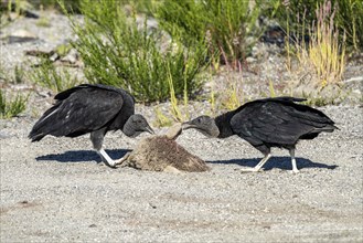 Black vultures (Coragyps atratus) eat a sheeps head, Chaiten, Carretera Austral, Chile, South