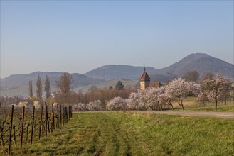 Almond tree blossom, almond tree (Prunus dulcis), Siebeldingen, German Wine Route, also Southern