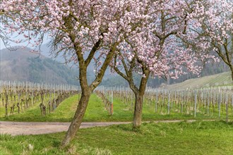 Almond tree (Prunus dulcis), spring in the Southern Palatinate, Palatinate, Rhineland-Palatinate,