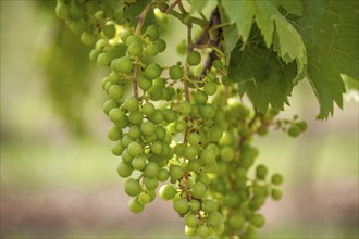 Unripe white wine grapes in summer, Southern Palatinate, Palatinate, Rhineland-Palatinate, Germany,