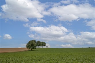 A peaceful landscape with walnut trees in the foreground, a wide green field and a cloudy blue sky,