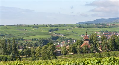 View of the Geilweilerhof in summer, Siebeldingen, German or Southern Wine Route, Southern