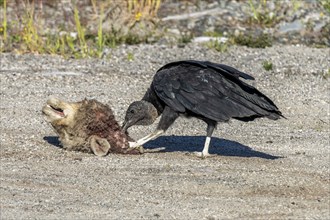 Black vulture (Coragyps atratus) eats a sheeps head, Chaiten, Carretera Austral, Chile, South