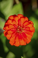 Close-up, flower of a red zinnia (Zinnia) in sunlight, Neunkirchen, Lower Austria, Austria, Europe