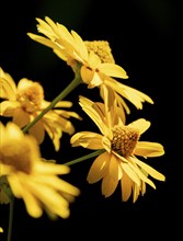 Flowers of the heliopsis in sunlight against a black background, Neunkirchen, Lower Austria,