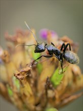 Macro photograph of an ant (Formicidae) on a fading plant, Neunkirchen, Lower Austria, Austria,