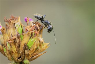 Macro photograph of an ant (Formicidae) on a fading plant, Neunkirchen, Lower Austria, Austria,