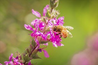 Bee (Apis) collecting nectar from pink flowers of Purple loosestrife (Lythrum salicaria) in