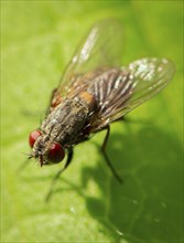 Close-up, fly (Brachycera) on green leaf, Neunkirchen, Lower Austria, Austria, Europe