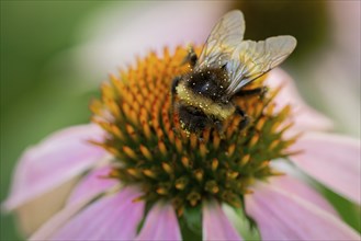 Close-up of a bumblebee (Bombus) on a flower of the red coneflower (Echinacea purpurea),