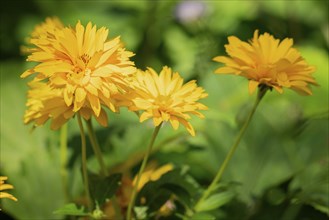 Flowers of the heliopsis in sunlight against a green background, Neunkirchen, Lower Austria,