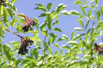 Leaves and fruit clusters of Sambucus nigra, in front of a blue sky, Neunkirchen, Lower Austria,