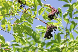 Leaves and fruit clusters of Sambucus nigra, in front of a blue sky, Neunkirchen, Lower Austria,