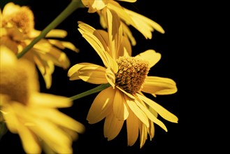 Flowers of the heliopsis in sunlight against a black background, Neunkirchen, Lower Austria,