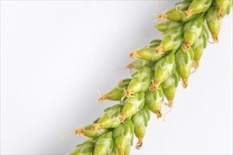 Close-up, green seed head of broad-leaved plantain (Plantago major) against a white background