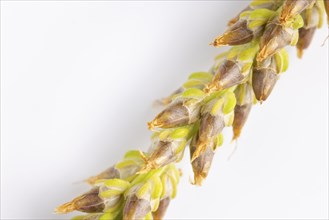 Close-up, brown seed head of broad-leaved plantain (Plantago major) against a white background