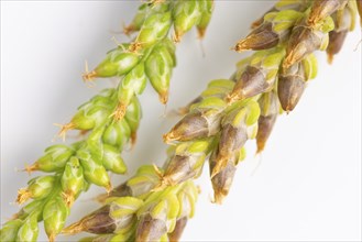 Close-up, seed heads of broad-leaved plantain (Plantago major) against a white background