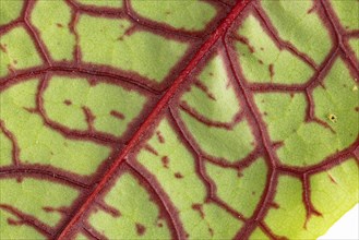 Leaf of Rumex sanguineus with red veins in close-up, focus on botanical details, reverse side