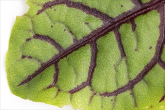 Leaf of Rumex sanguineus with purple veins in close-up, focus on botanical details, front view