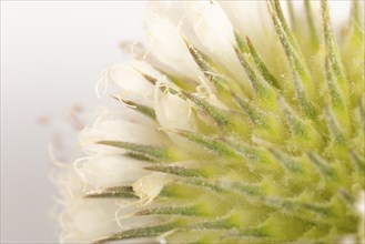 Close-up, inflorescence of the weaver's card (Dipsacus sativus), white background