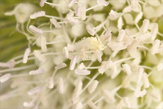 Close-up of white flowers with visible pollen grains of the weaver's card (Dipsacus sativus)