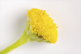 Macro photograph, flower of tansy (Tanacetum vulgare) on a white background