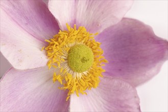 Close-up of a pink dahlia flower (Dahlia) on a white background