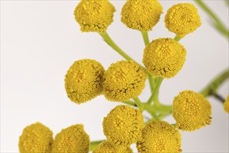 Macro photograph, flowers of tansy (Tanacetum vulgare) on a white background