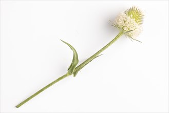 A flower of the weaver's card (Dipsacus sativus) on a white background