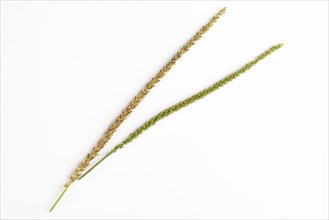 Two seed heads, one green and one brown of the broad-leaved plantain (Plantago major) on a white