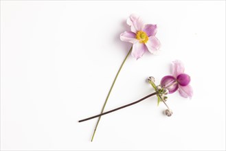 Two pink flowers and buds of the chinese anemone (Anemone hupehensis) on a white background