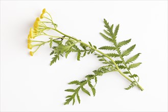 Leaves and flowers of tansy (Tanacetum vulgare) on a white background