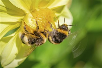 Close-up of two bumblebees (Bombus) on a yellow dahlia, Neunkirchen, Lower Austria, Austria, Europe