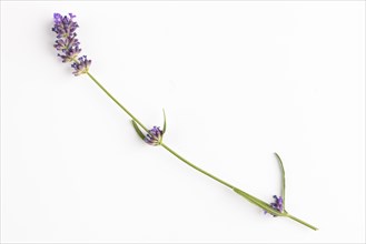 Lavender (Lavandula) on a white background