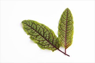 Two leaves of wood dock (Rumex sanguineus) with striking red veins on a white background