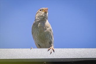 Close-up, perched female house sparrow (Passer domesticus), Neunkirchen, Lower Austria, Austria,