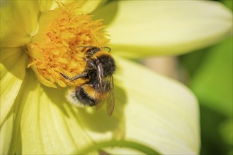 Close-up of a bumblebee (Bombus) on a yellow dahlias (Dahlia), Neunkirchen, Lower Austria, Austria,