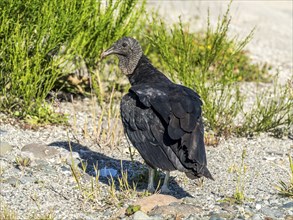 Black vulture (Coragyps atratus), Chaiten, Carretera Austral, Chile, South America