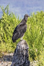 Black vulture (Coragyps atratus), Chaiten, Carretera Austral, Chile, South America