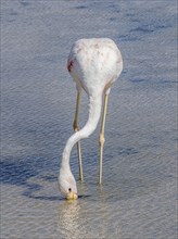 Chilean flamingo (Phoenicopterus chilensis), Laguna Chaxa Park, San Pedro de Atacama, Antofagasta,