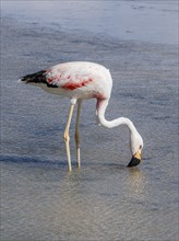 Chilean flamingo (Phoenicopterus chilensis), Laguna Chaxa Park, San Pedro de Atacama, Antofagasta,