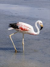 Chilean flamingo (Phoenicopterus chilensis), Laguna Chaxa Park, San Pedro de Atacama, Antofagasta,