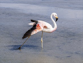 Chilean flamingo (Phoenicopterus chilensis), Laguna Chaxa Park, San Pedro de Atacama, Antofagasta,