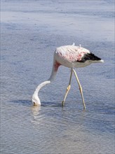 Chilean flamingo (Phoenicopterus chilensis), Laguna Chaxa Park, San Pedro de Atacama, Antofagasta,